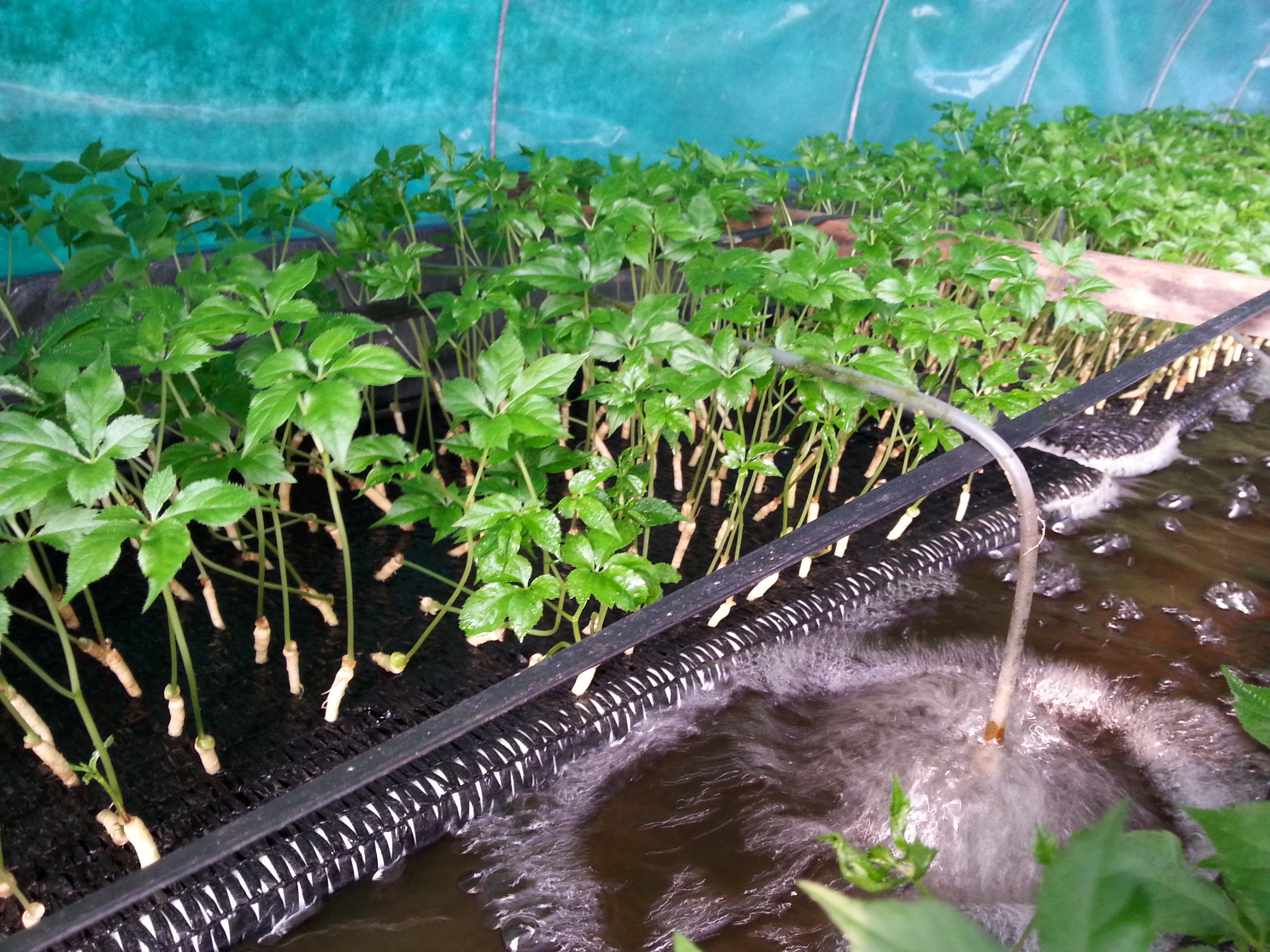 두두아쿠아 수경인삼 아쿠아포닉스 재배 현장